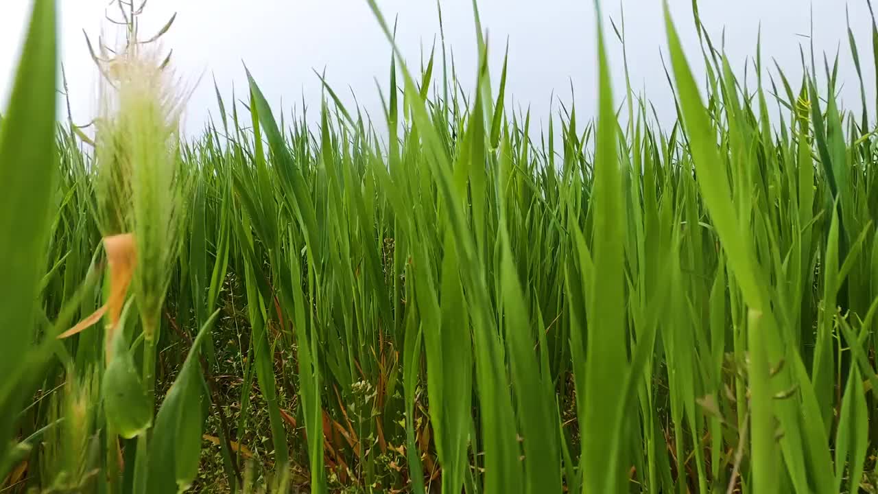 草在田野的雾里视频下载