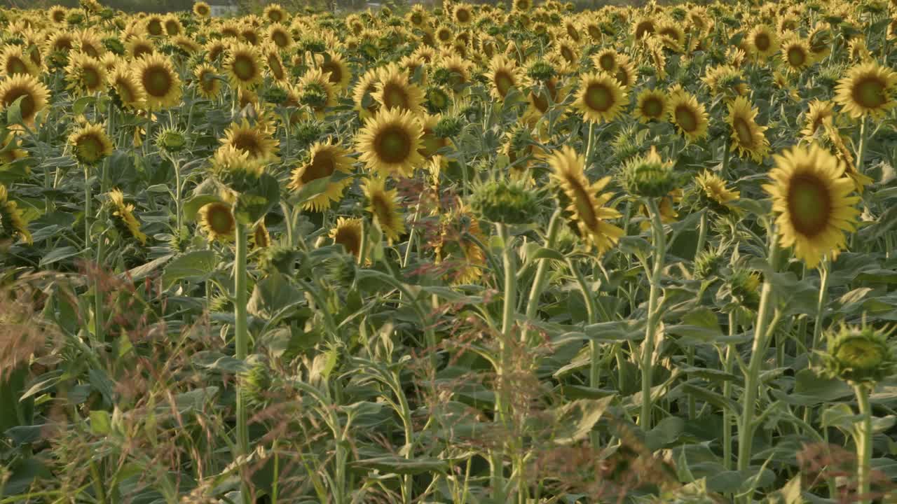 收获季节的向日葵在强风中摇曳视频素材