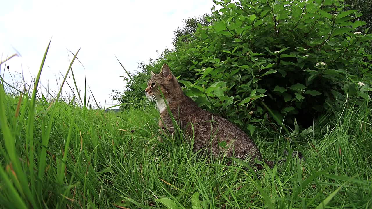 一只小猫在草地上玩耍的有趣视频视频素材