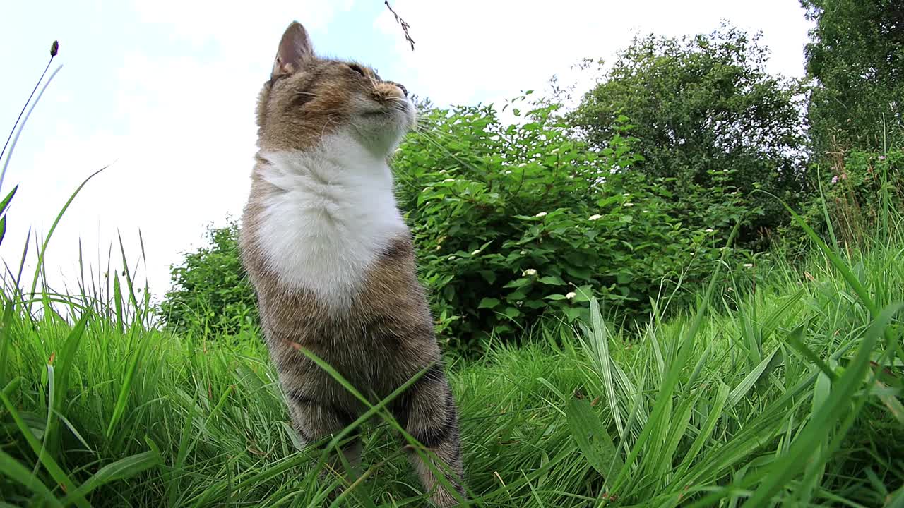 一只小猫在草地上玩耍的有趣视频视频素材