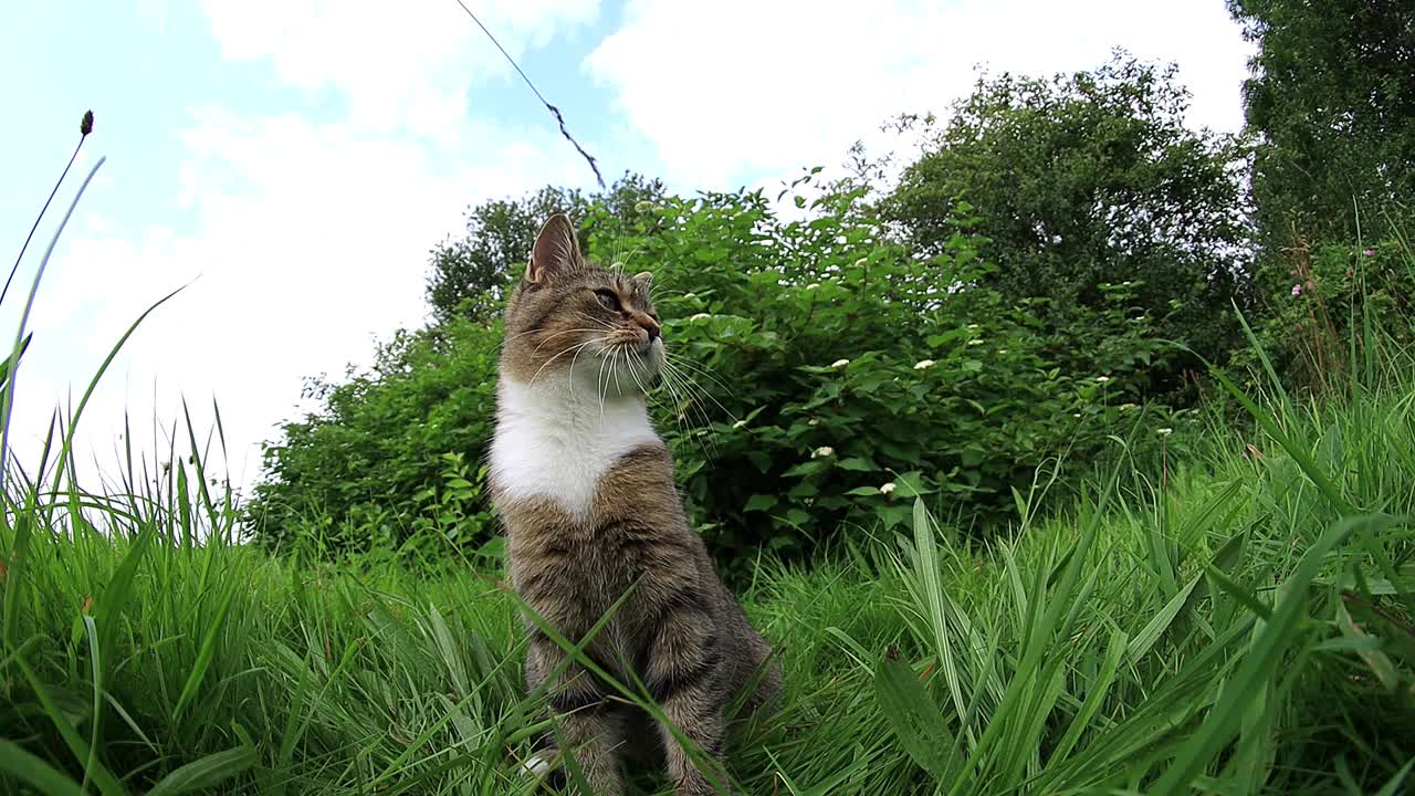 一只小猫在草地上玩耍的有趣视频视频素材