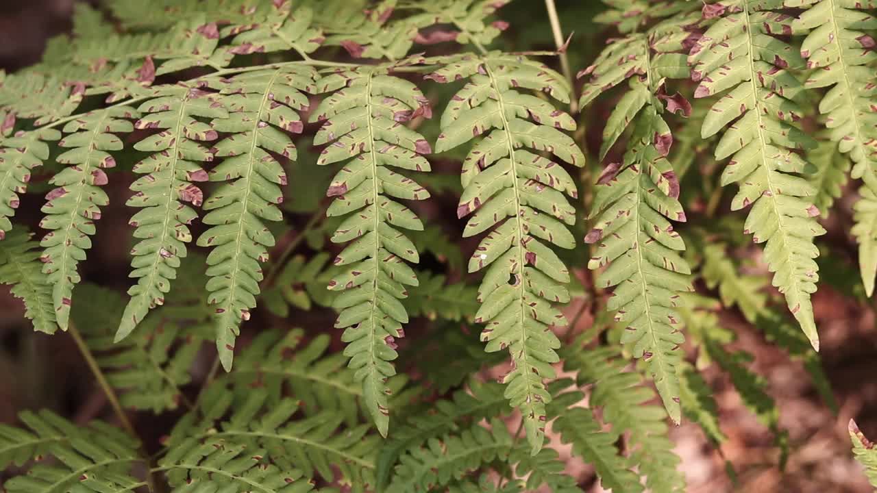 森林里的蕨类植物，树叶特写视频素材