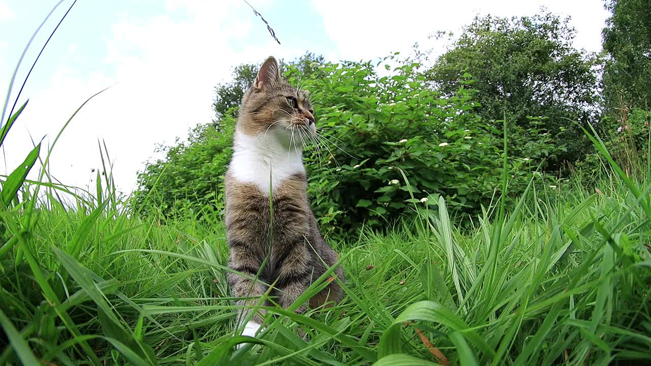 一只小猫在草地上玩耍的有趣视频视频下载