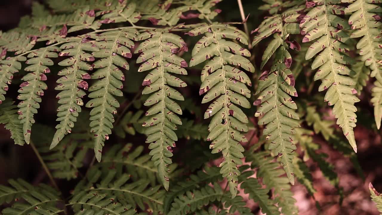 森林里的蕨类植物，树叶特写视频素材