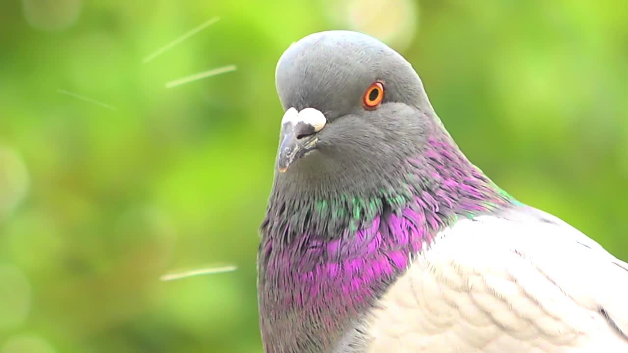 野鸽头的特写镜头视频素材