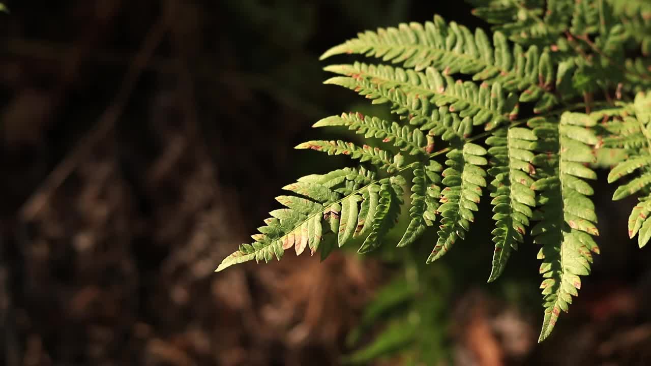 森林里的蕨类植物，树叶特写视频素材