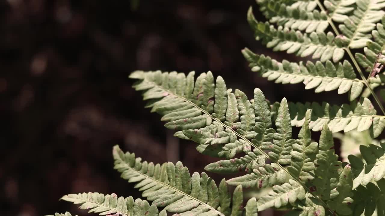 森林里的蕨类植物，树叶特写视频素材