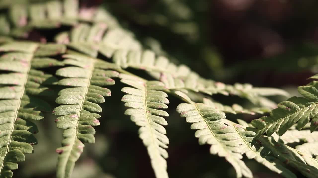 夏天的绿色蕨类植物叶子视频素材