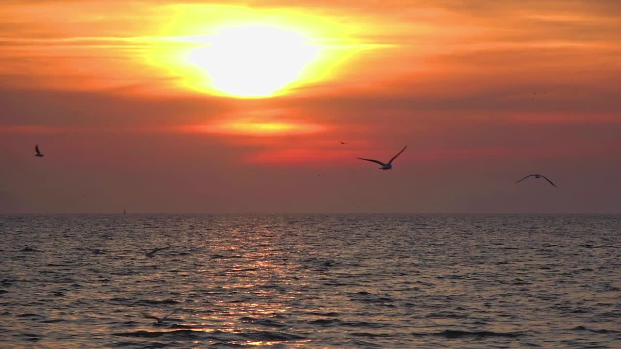 黄昏日落时的海鸟和海洋天际线视频素材