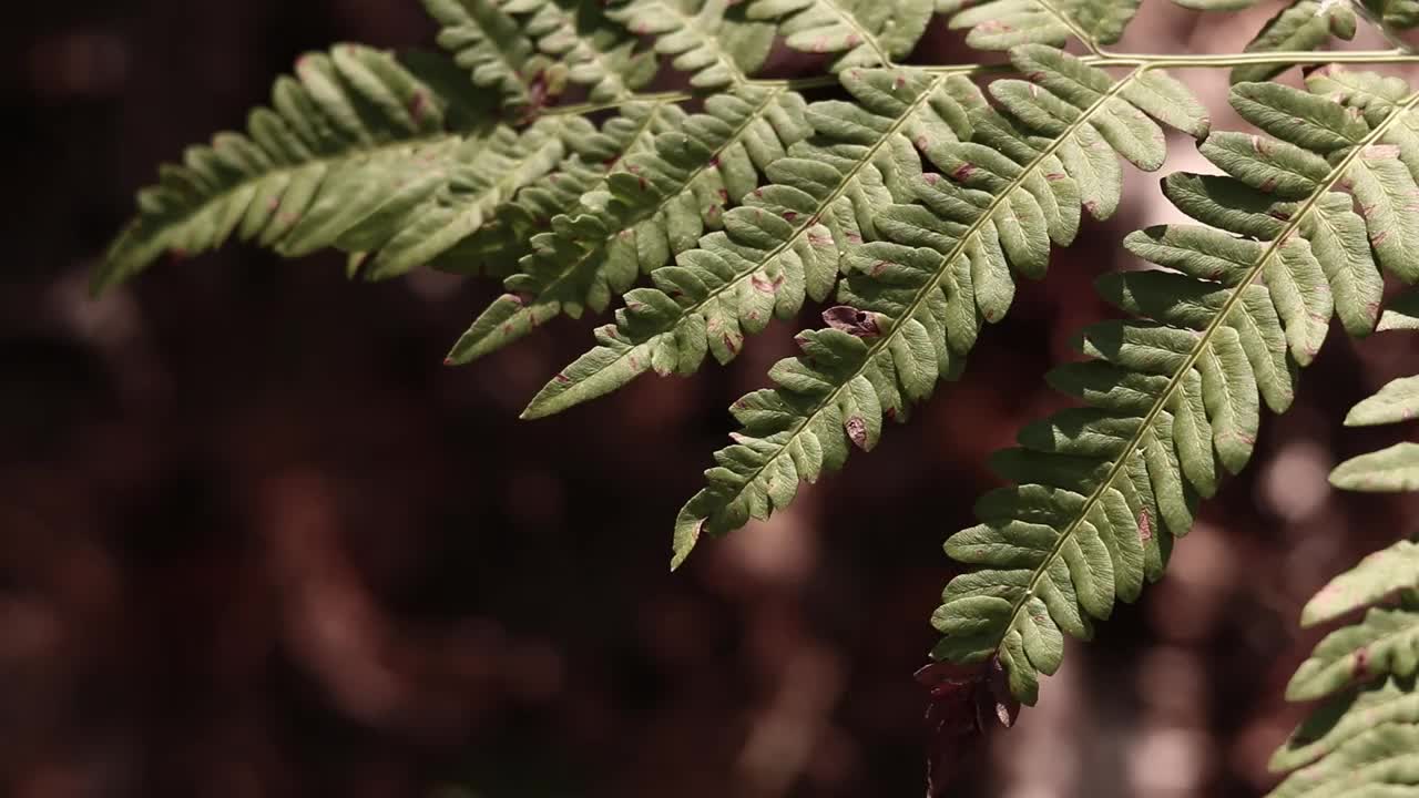 夏天的绿色蕨类植物叶子视频素材