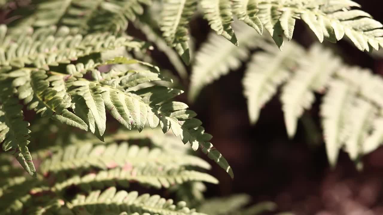 森林里的蕨类植物，树叶特写视频素材