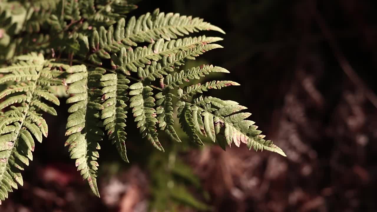 森林里的蕨类植物，树叶特写视频素材