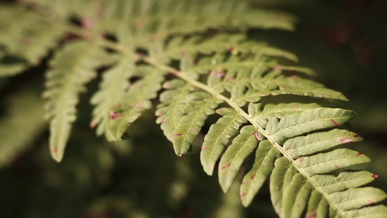 森林里的蕨类植物，树叶特写视频素材