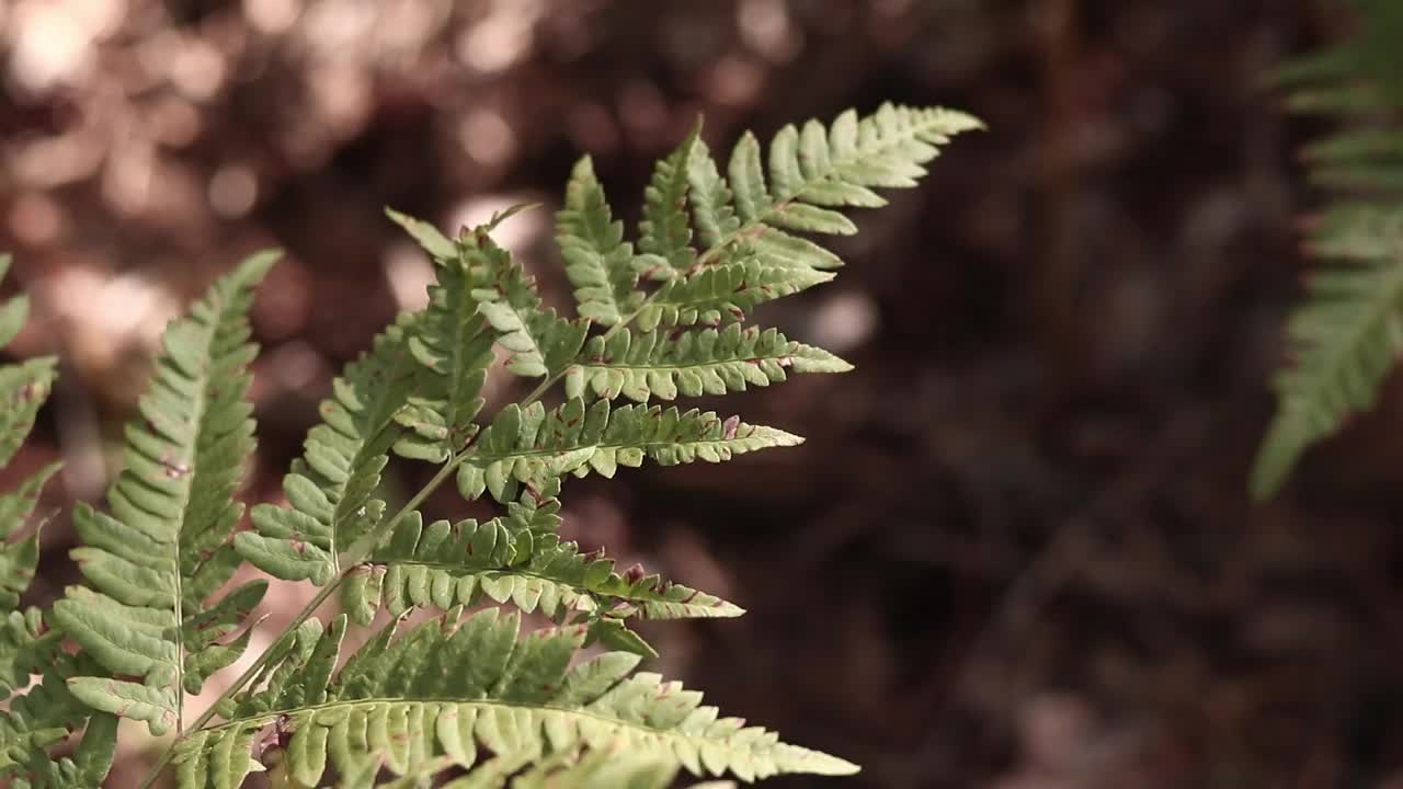 森林里的蕨类植物，树叶特写视频下载