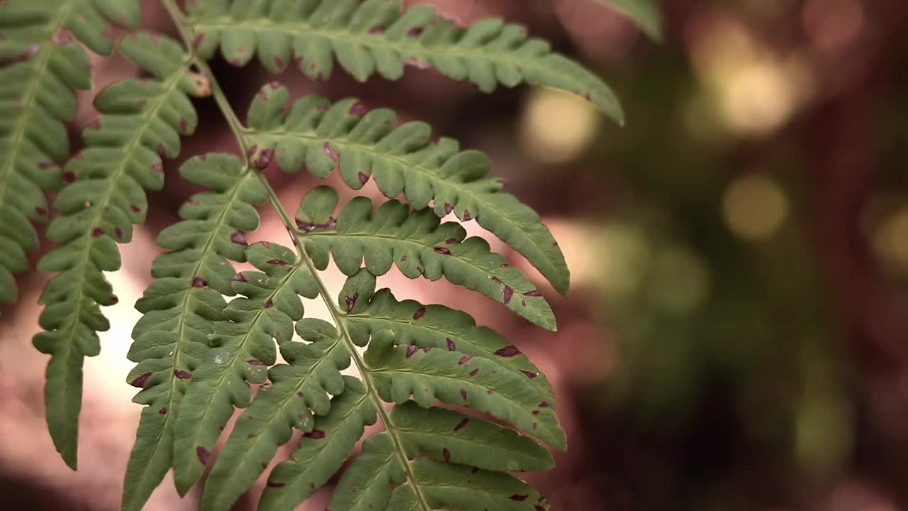 森林里的蕨类植物，树叶特写视频素材