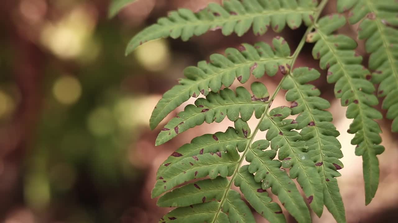 森林里的蕨类植物，树叶特写视频下载