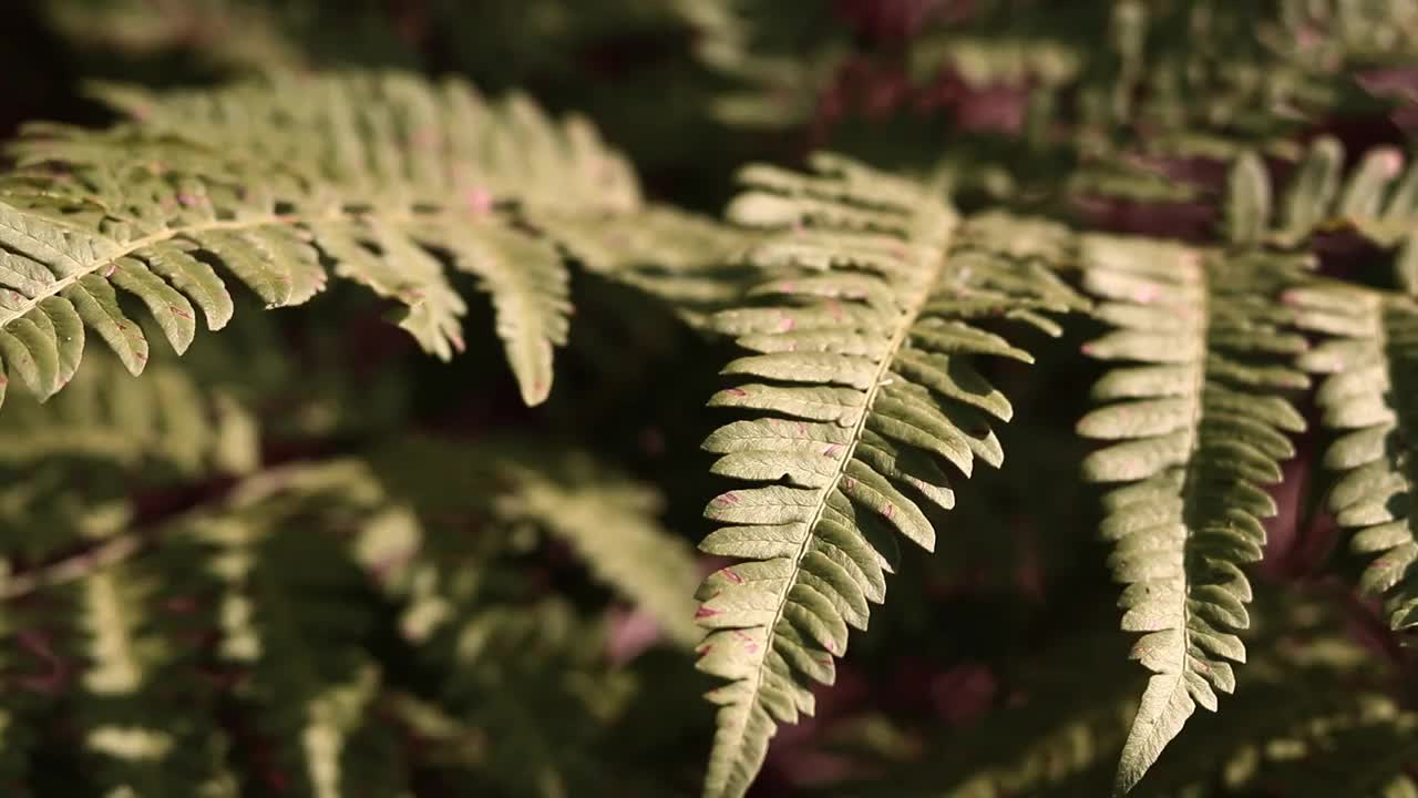 森林里的蕨类植物，树叶特写视频下载