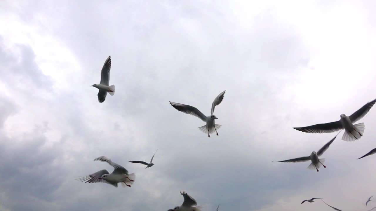 一群海鸥在空中飞翔视频素材