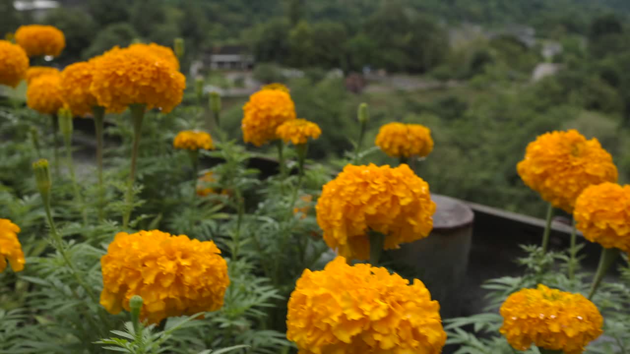 雨中的万寿菊。缓慢的运动。视频素材