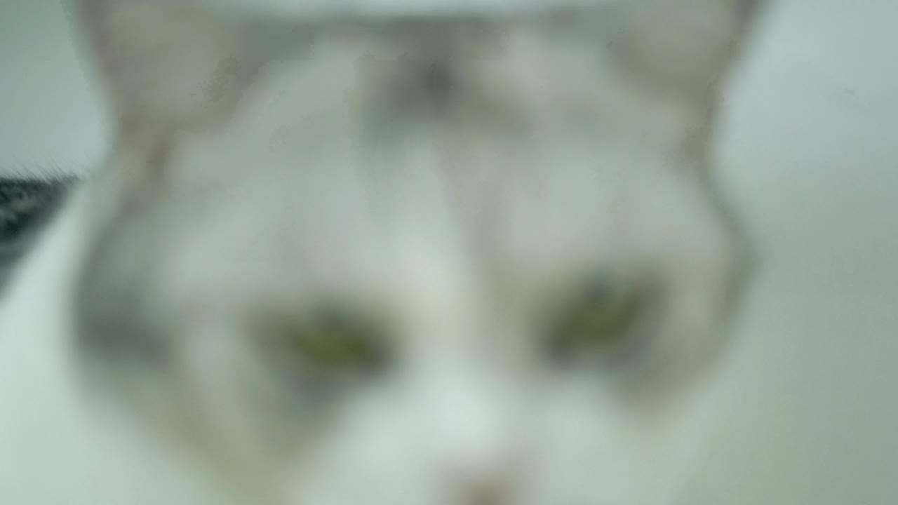 猫在房子里的特写照片视频素材