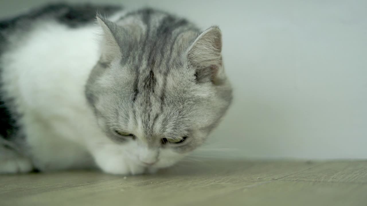 猫在房子里的特写照片视频下载