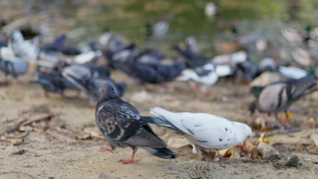 一群鸽子在水边觅食视频下载