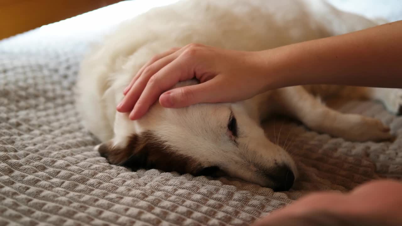 一个女人的手抚摸着一只白色的狗。他们一起躺在床上，他们俩形成了一幅动物友谊的美丽画面。视频下载