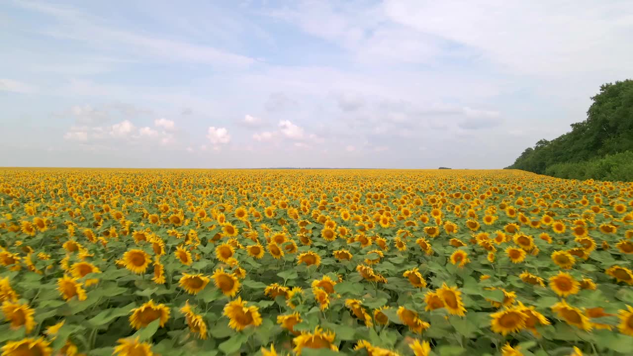 向日葵盛开的农田。夏天的风景与黄色的农田与向日葵。飞越美丽的向日葵田。视频素材