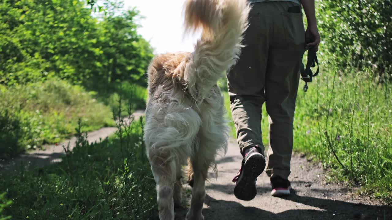 可爱的金毛猎犬在户外视频素材