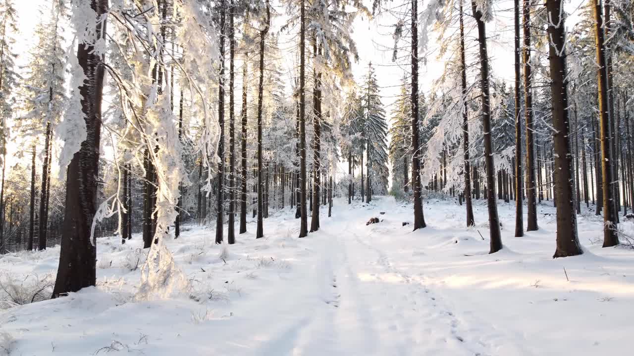 捷克共和国Beskydy山脉的雪林在冬季被夕阳照亮。4 k的视频视频素材