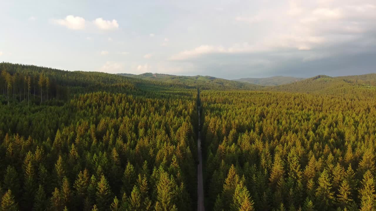 鸟瞰云杉林在夕阳的橙红色光线下将森林小路一分为二。世界之肺。视频素材