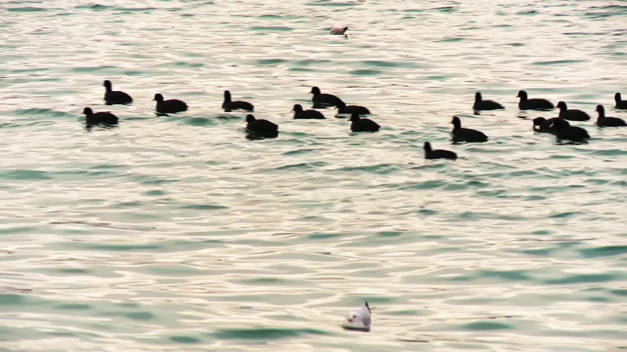 鸬鹚在海里休息视频下载