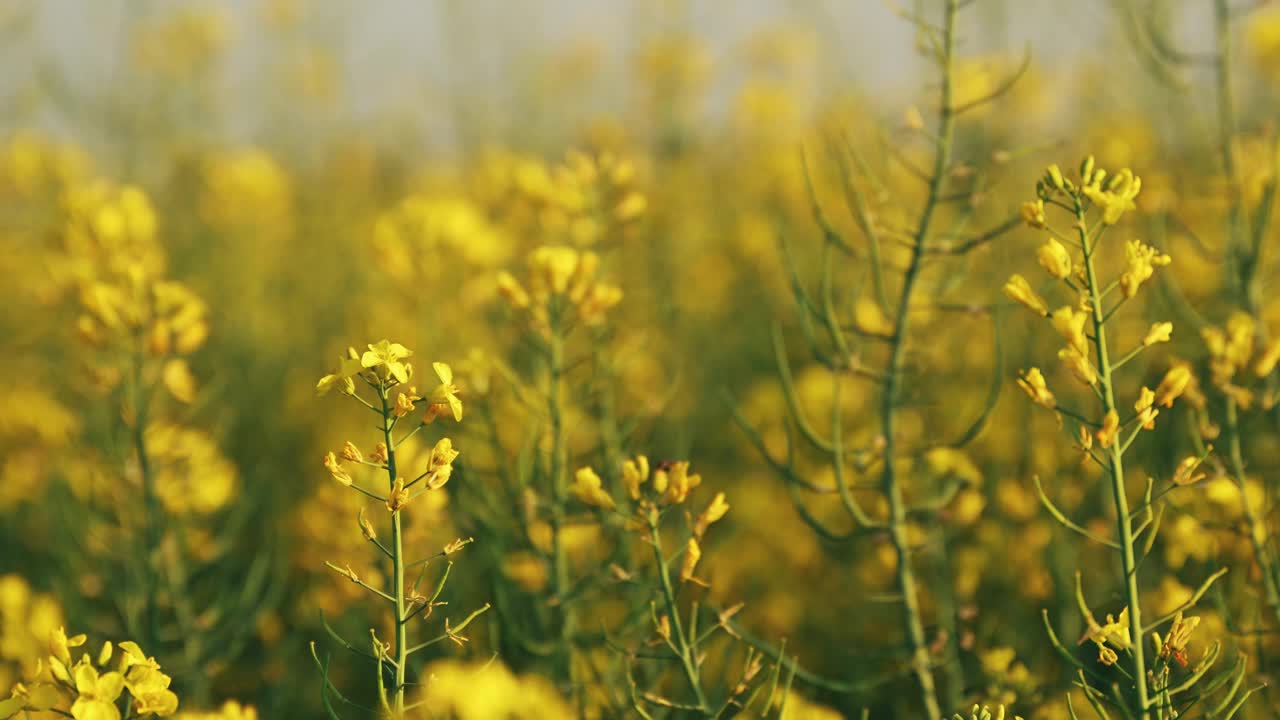 油菜花在温暖的春风中摇曳视频下载