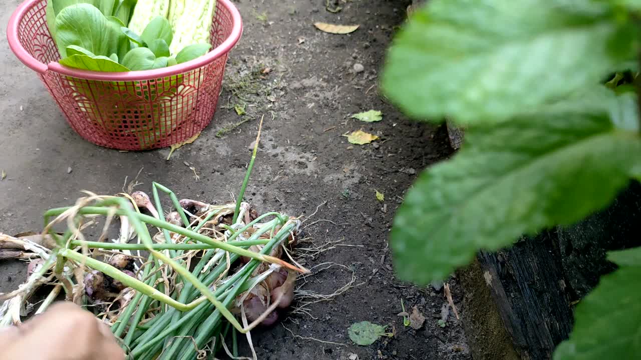 在家里的花园里收获青葱视频素材