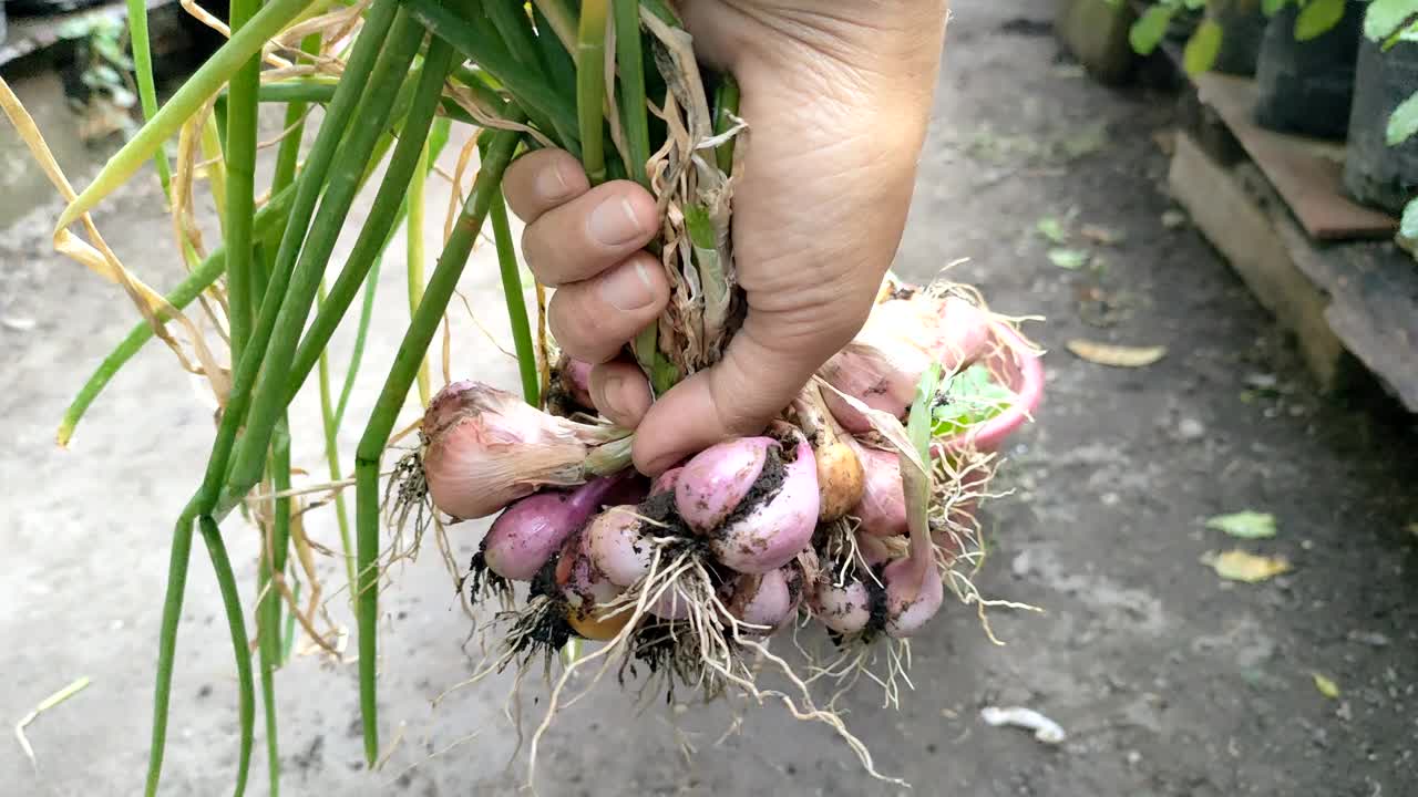 在家里的花园里收获青葱视频素材