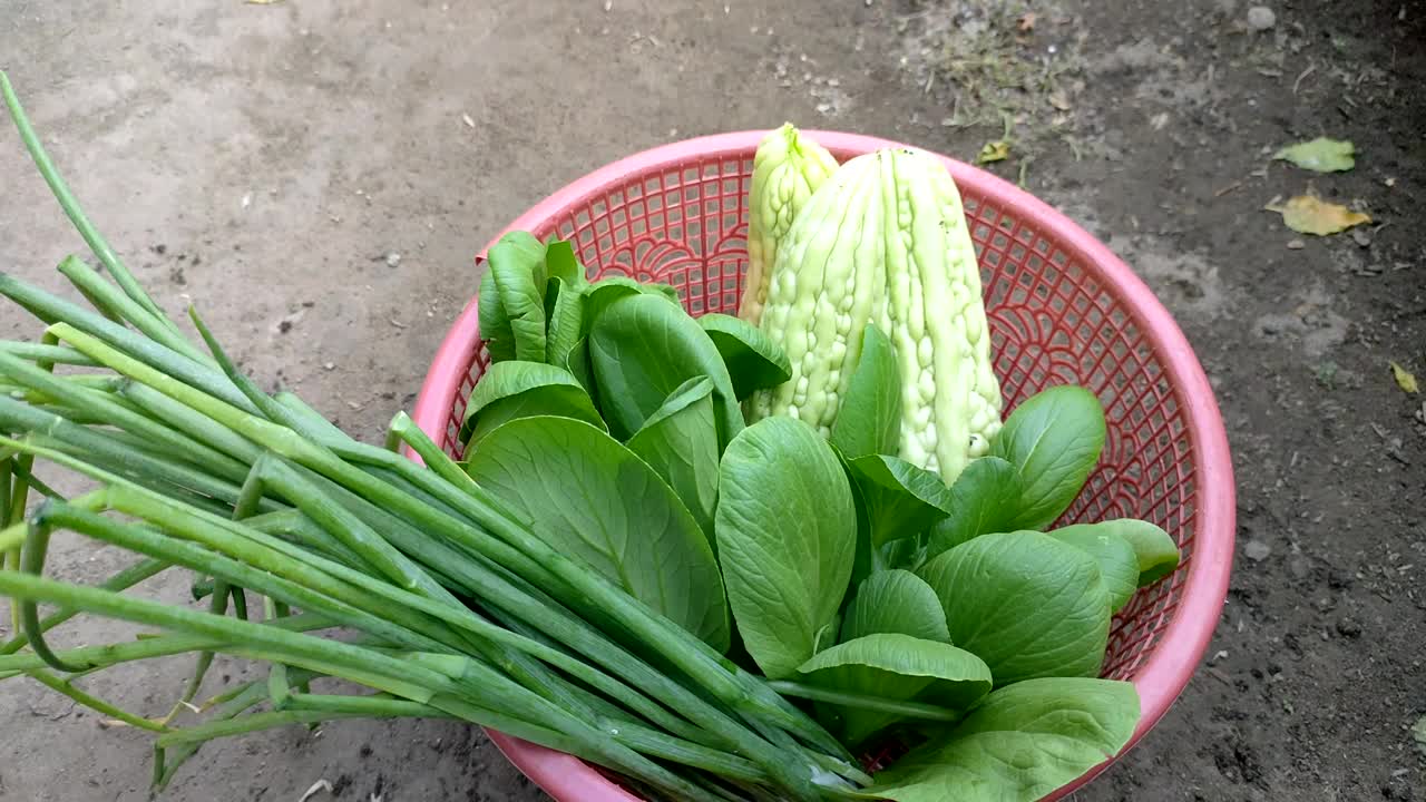 在家里的花园里收获青葱视频素材