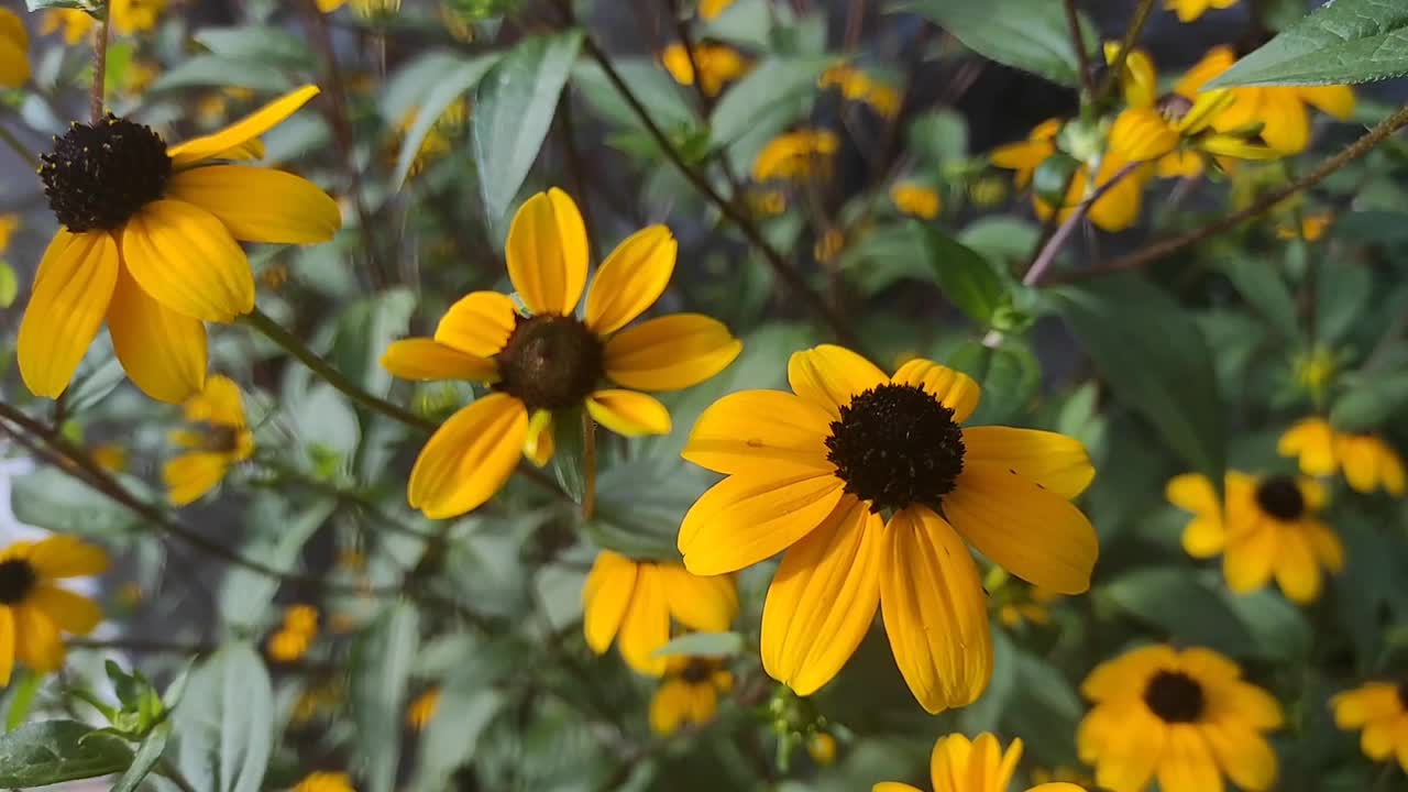 背景黄色黑眼苏珊花与绿色的叶子。在风中摇曳的开花的Rudbeckia灌木的特写。自然采光视频素材