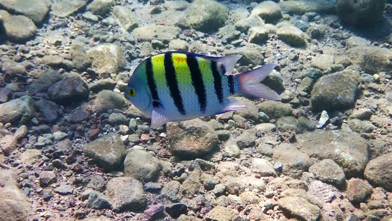 在红海的石质海底，一条俗称军士长的海鱼正在游弋视频下载