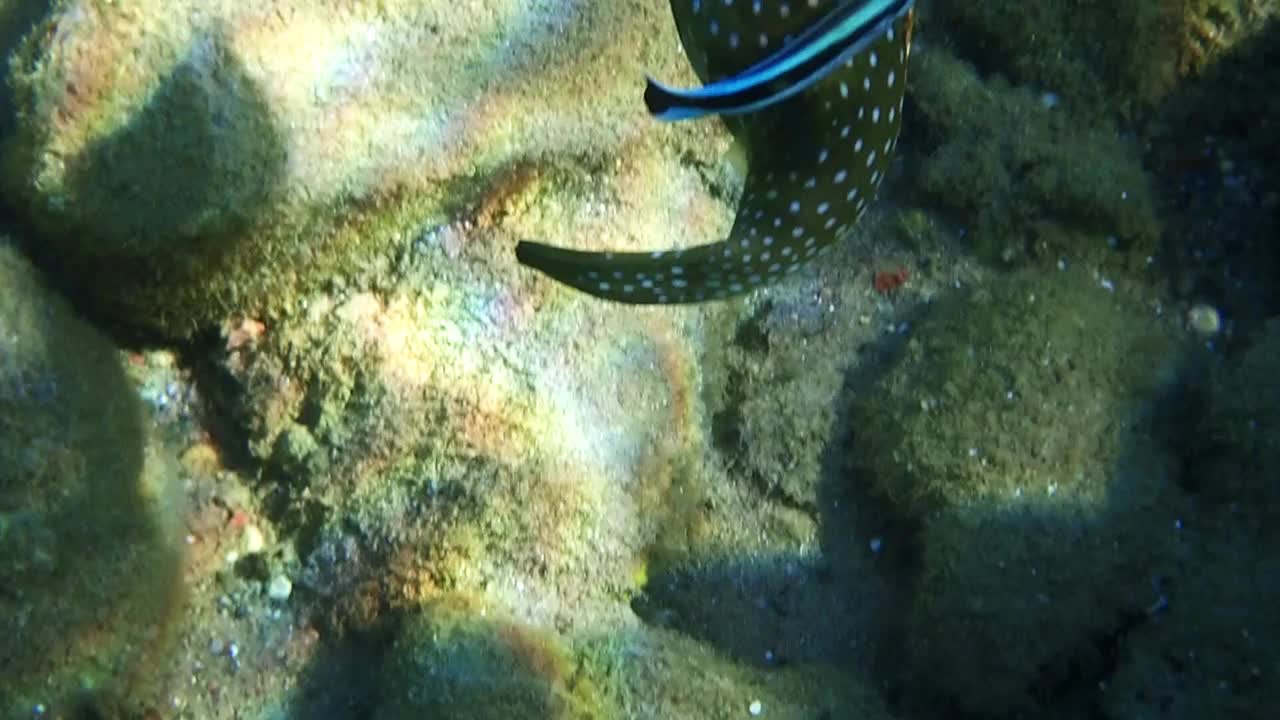 清洁濑鱼(Cleaner Wrasse)的近照，它正在吃红海石质河豚(Bristly puffer)皮肤上的寄生虫视频下载