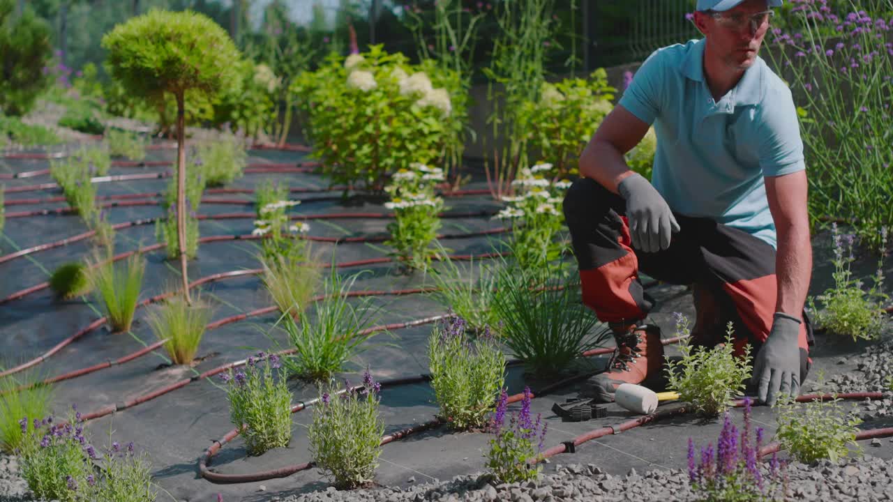 园艺专家倾向于植物和建设花园滴灌系统视频素材