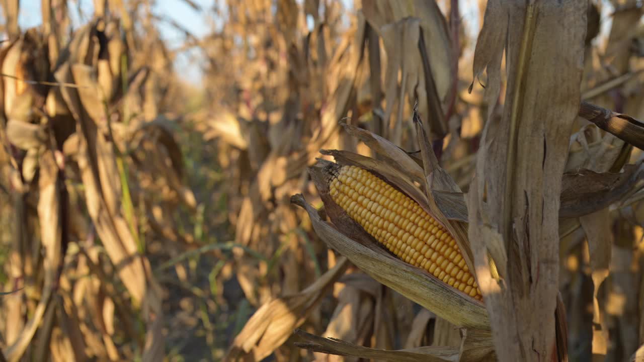 玉米作物准备收割了，种植地里的黄色玉米视频下载