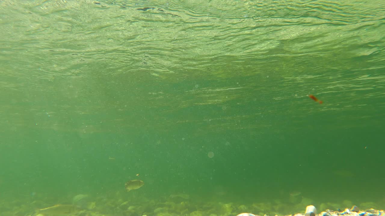 一群鳟鱼在浅山溪，水下拍摄视频下载