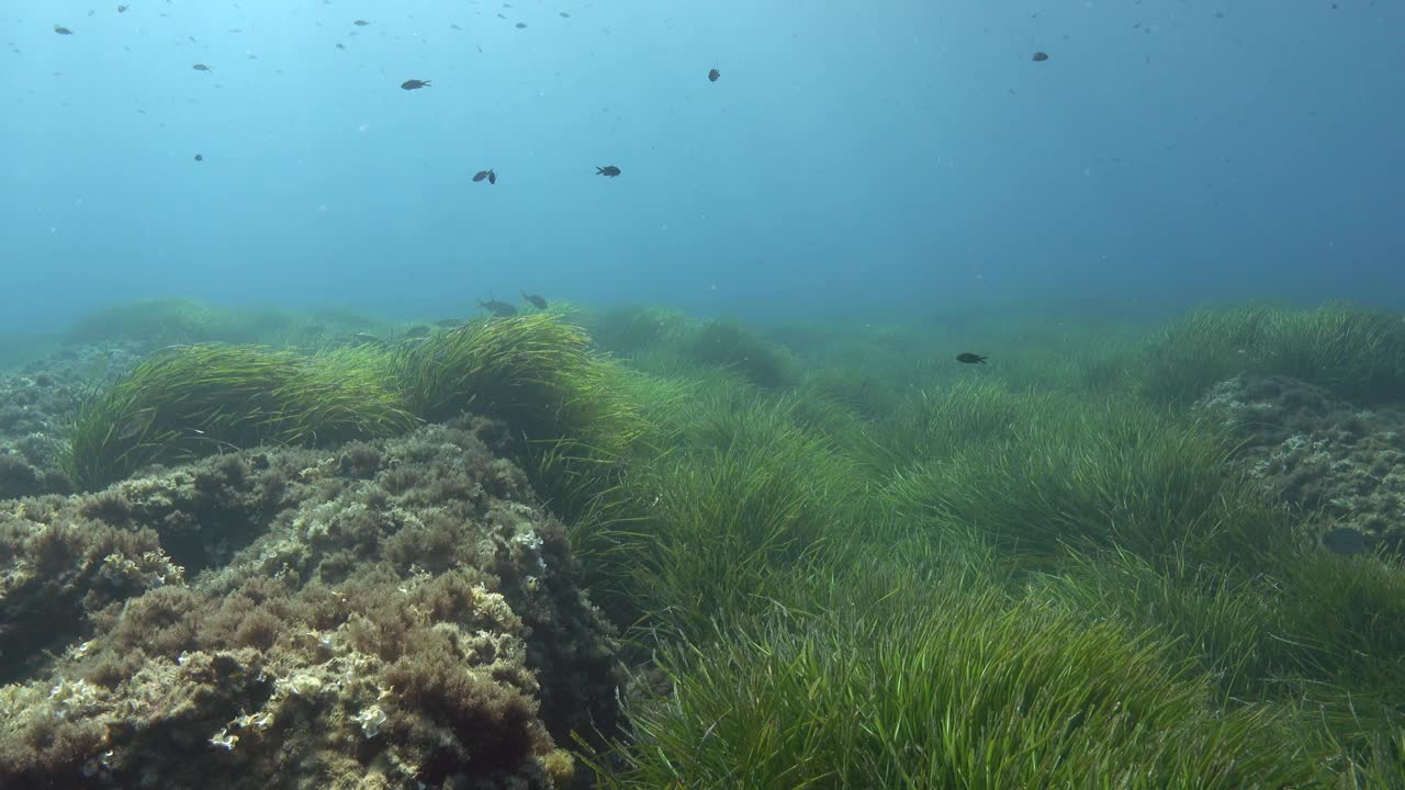 水下场景-绿色波西多尼亚场视频下载