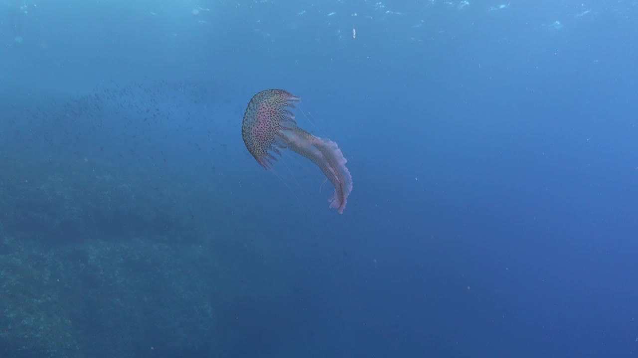 海洋生物——蓝色海水中的水母视频下载