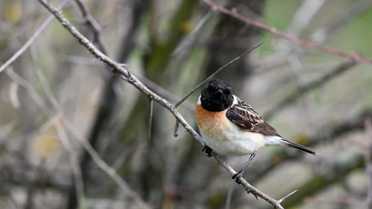 欧洲石翅鸟(Saxicola rubicola)雄鸟栖息在树枝上视频素材