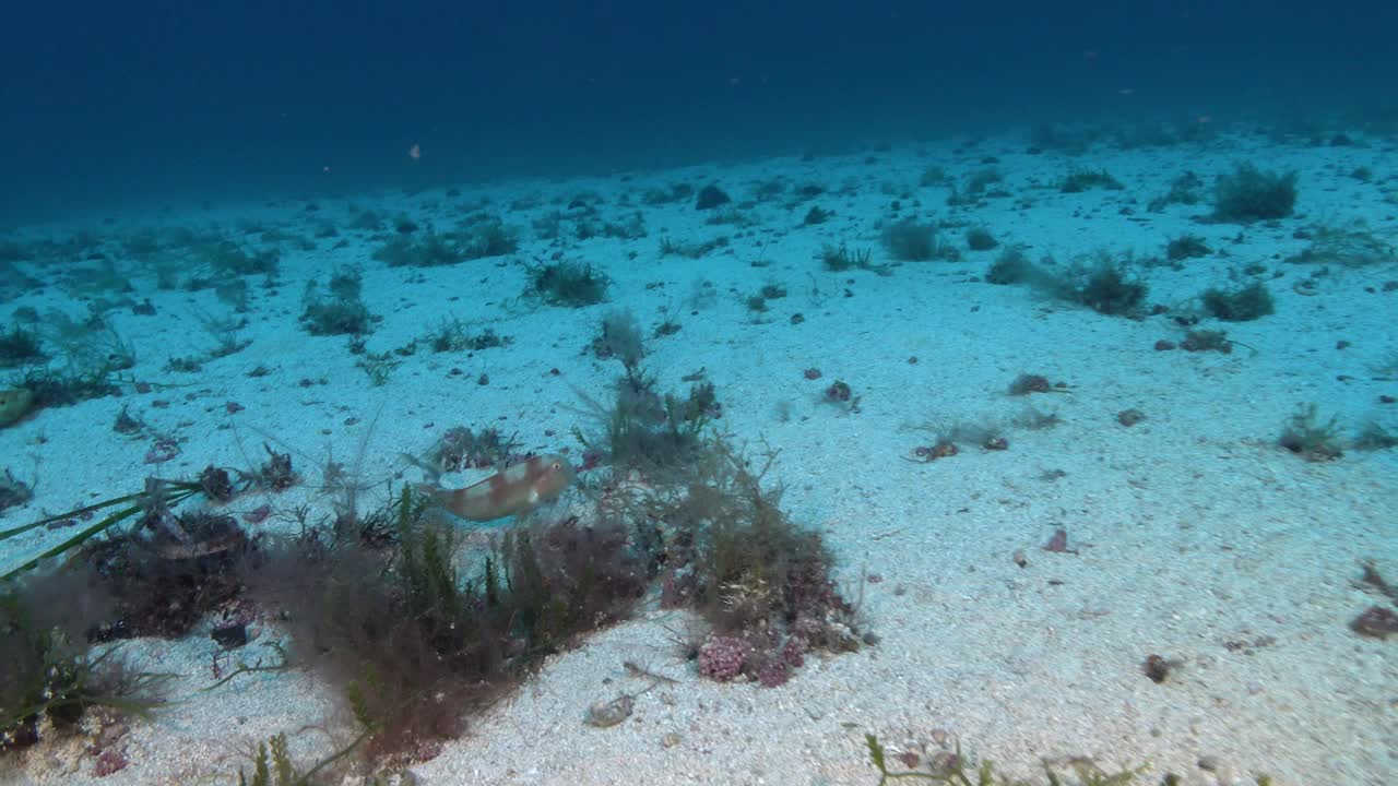 深海生物——珍珠剃刀鱼把自己埋在海底的沙子里视频下载