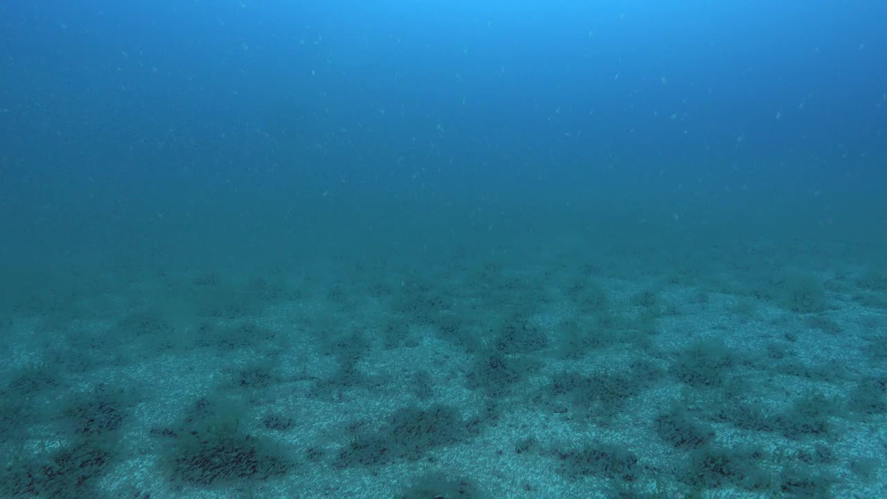 水下场景-在磷虾云中潜水视频下载