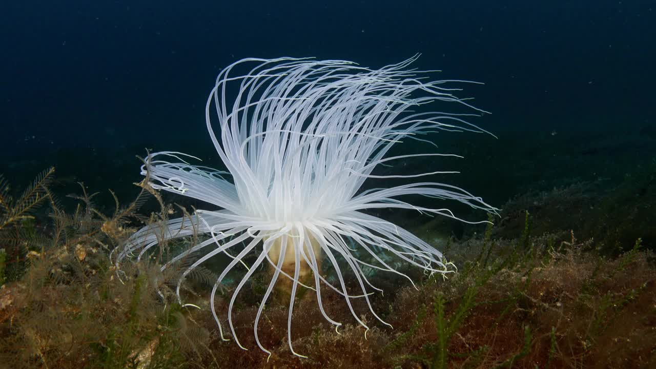 深海海洋生物——49米深的白色花视频下载