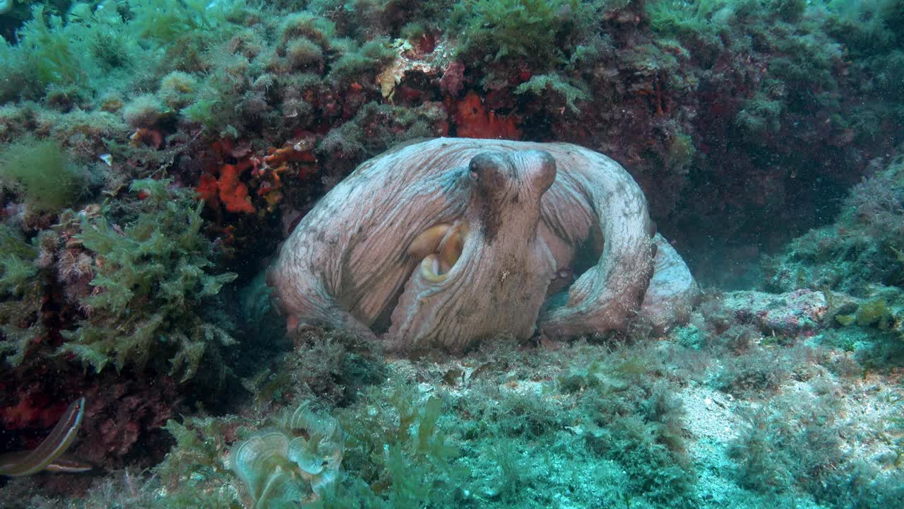 水下野生动物——浅水区的章鱼视频下载