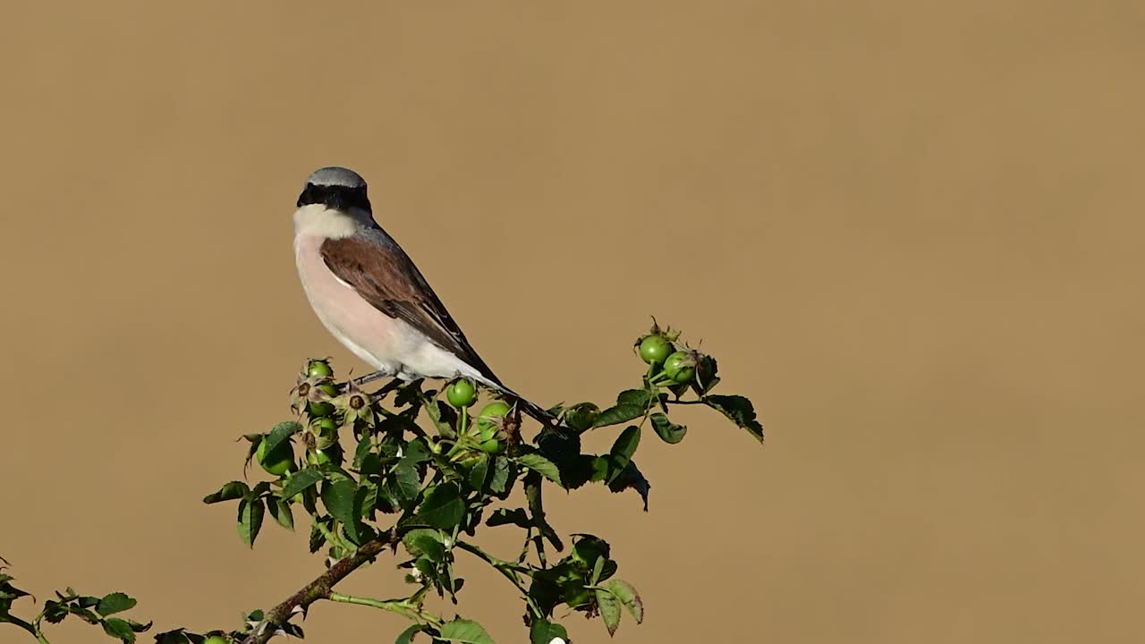 红背伯劳鸟(Lanius collurio)，这只鸟坐在一根树枝上，飞走了。慢动作视频素材